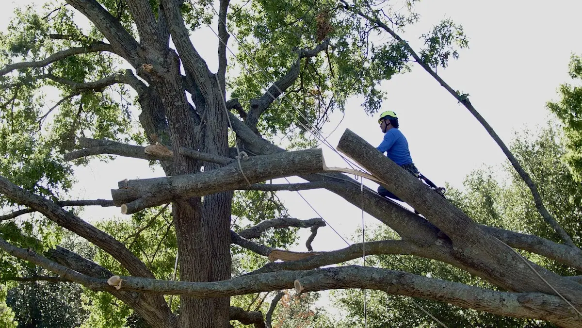 Professional Crown Thinning performed by certified arborists in Wolcott